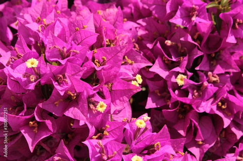 Fleurs Roses