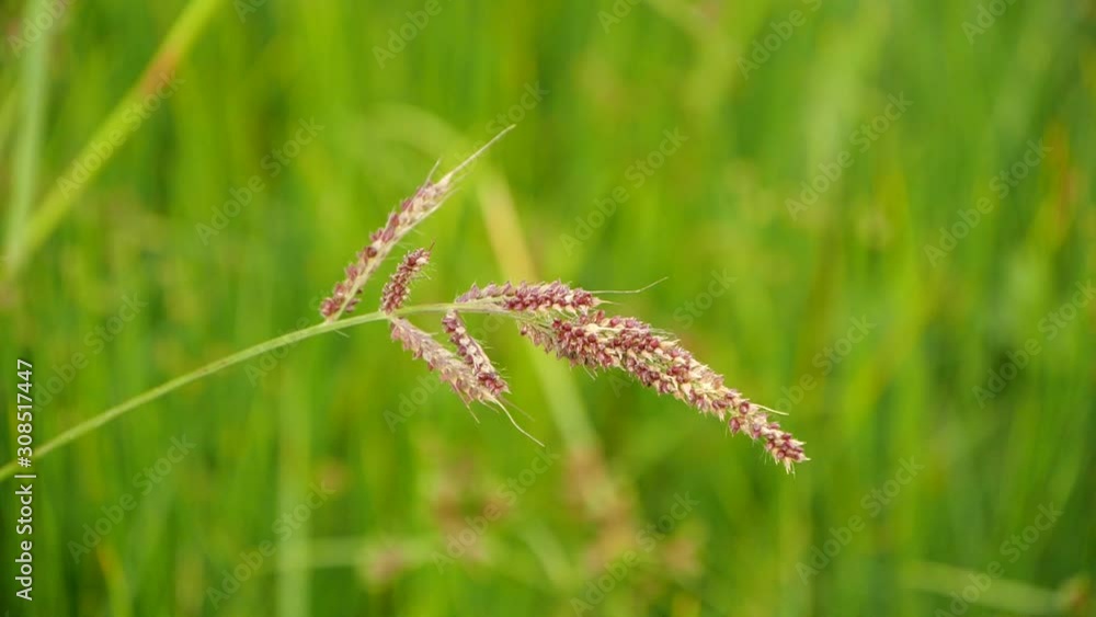 Wild plant on blurred background, closeup view Wild plant on blurred background, closeup view