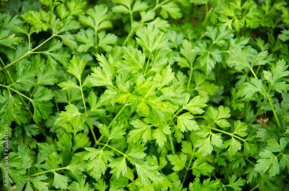 sprigs of green parsley growing right on the bed sprigs of green parsley growing right on the bed