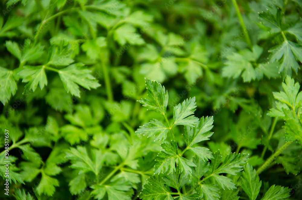 sprigs of green parsley growing right on the bed sprigs of green parsley growing right on the bed
