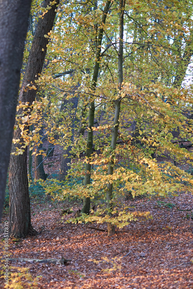 Obraz premium kleiner herbstlicher Baum