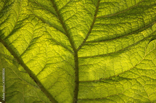 Verdure