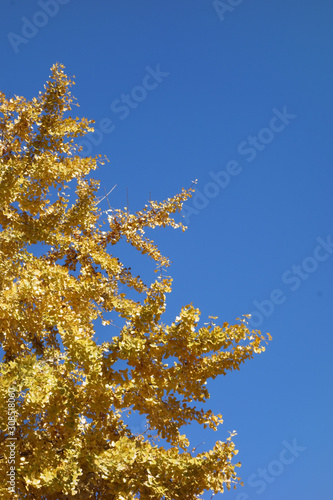 Autumn Crown of Gold: Three Ancient Japanese Ginkgo Tree