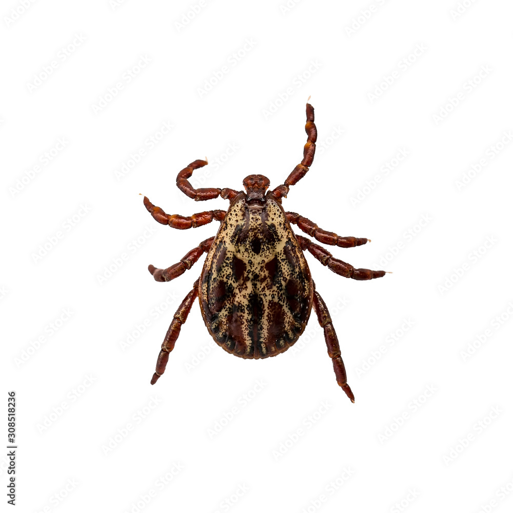 Lyme Disease Infected Tick Arachnid Isolated on White. Encephalitis Virus or Borreliosis Infectious Dermacentor Parasite Macro. Lyme Disease Infected Tick Arachnid Isolated on White. Encephalitis Virus or Borreliosis Infectious Dermacentor Parasite Macro.