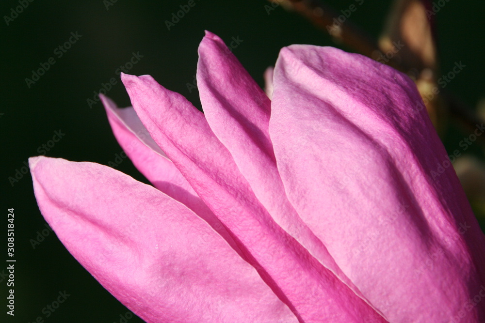 Magnolie, Magnolienblüte, Blütenblätter im Frühling