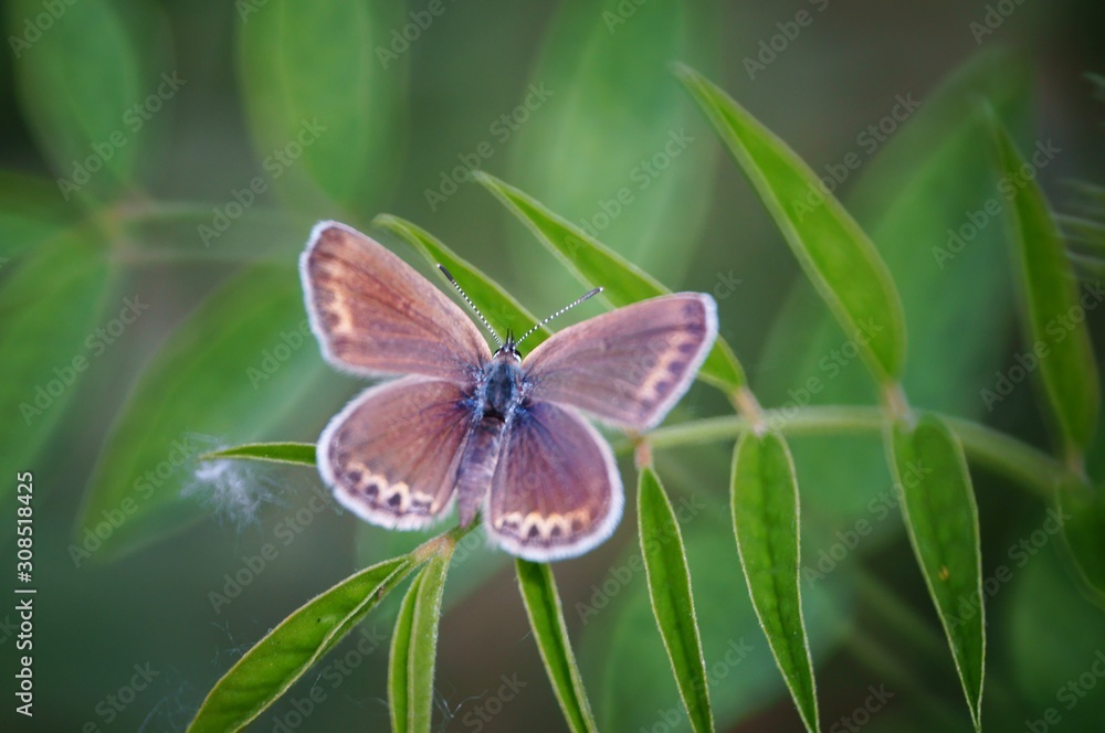 Fototapeta premium butterfly on flower