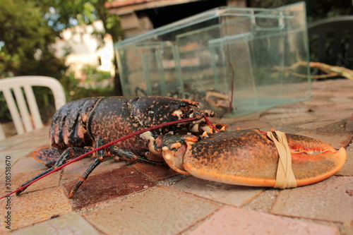 Homard ou Langoustine