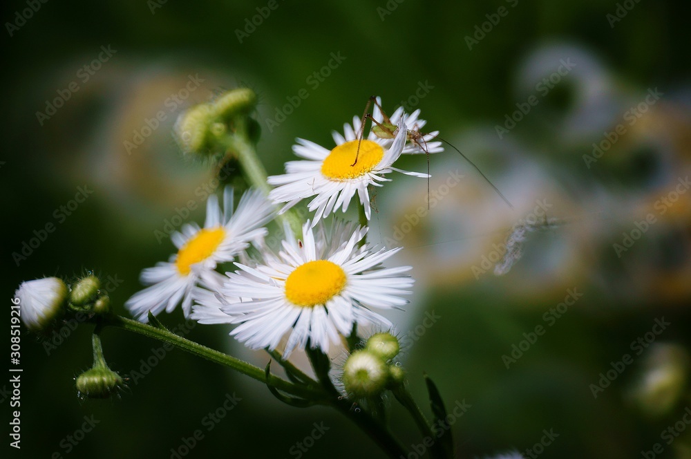bee on a flower