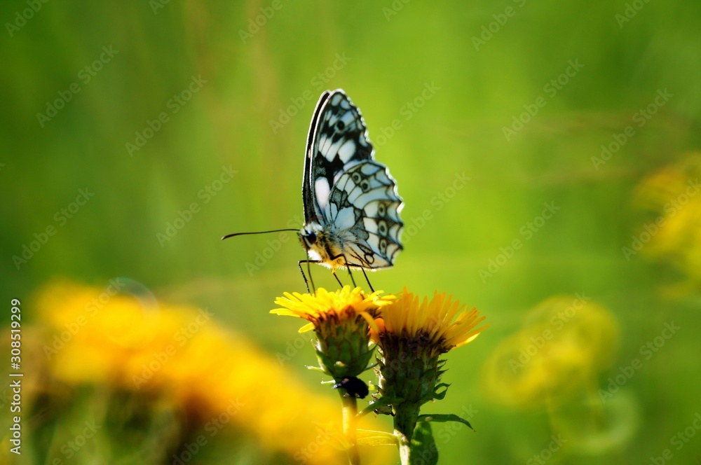 Obraz premium butterfly on flower