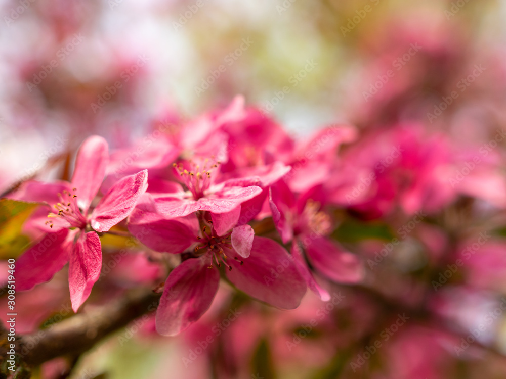 pink apple blossoms on a blurred background pink apple blossoms on a blurred background