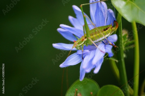 grasshopper on flower #308519636