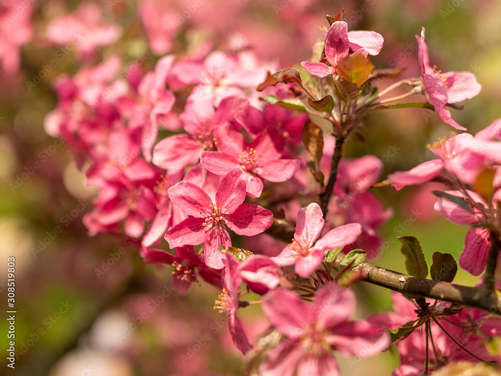 pink apple blossoms on a blurred background pink apple blossoms on a blurred background