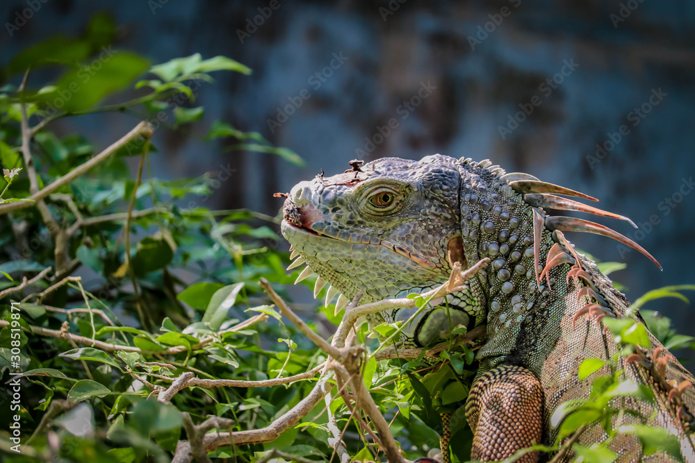Obraz premium Iguana