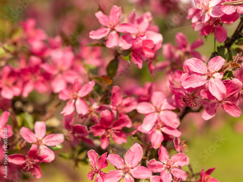 pink apple blossoms on a blurred background