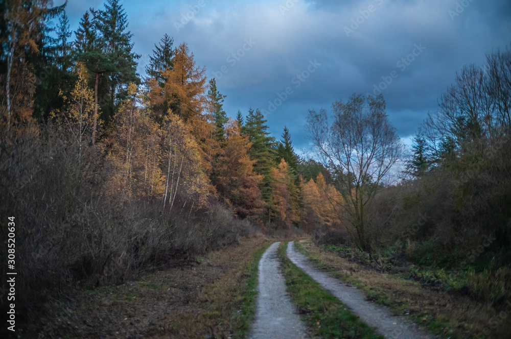 Herbstwald