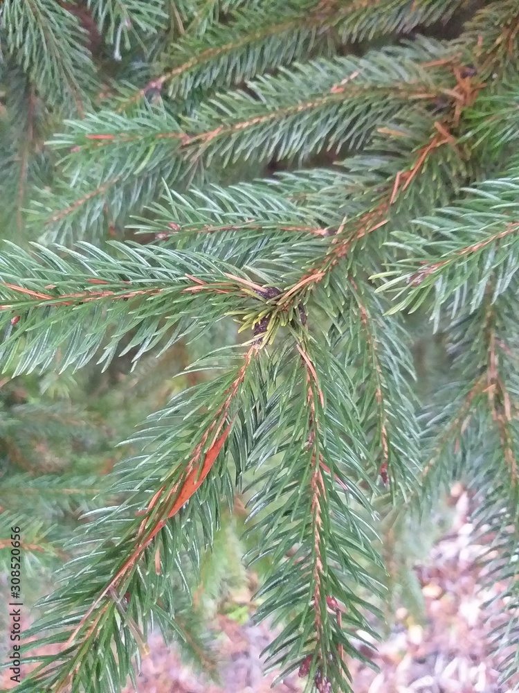 Christmas green natural background, branch spruce