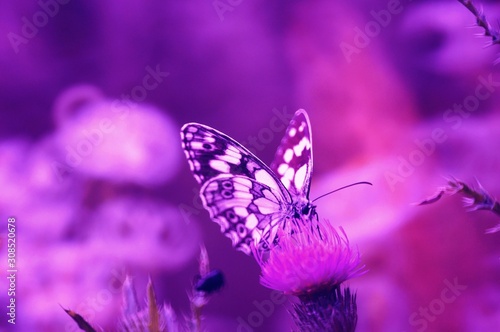butterfly on a flower © Станислав 