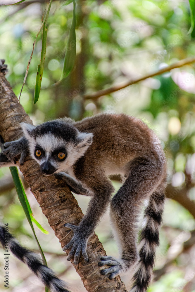 Obraz premium Madagascar