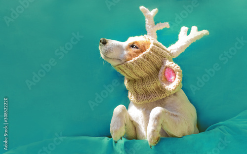 New Year card. Dog Jack Russell Terrier in a hat with Christmas deer horns looking at the inscription 