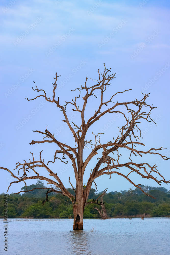 Dead Tree in Udawalawe Reservoir, Udawalawe National Park, Sri Lanka 