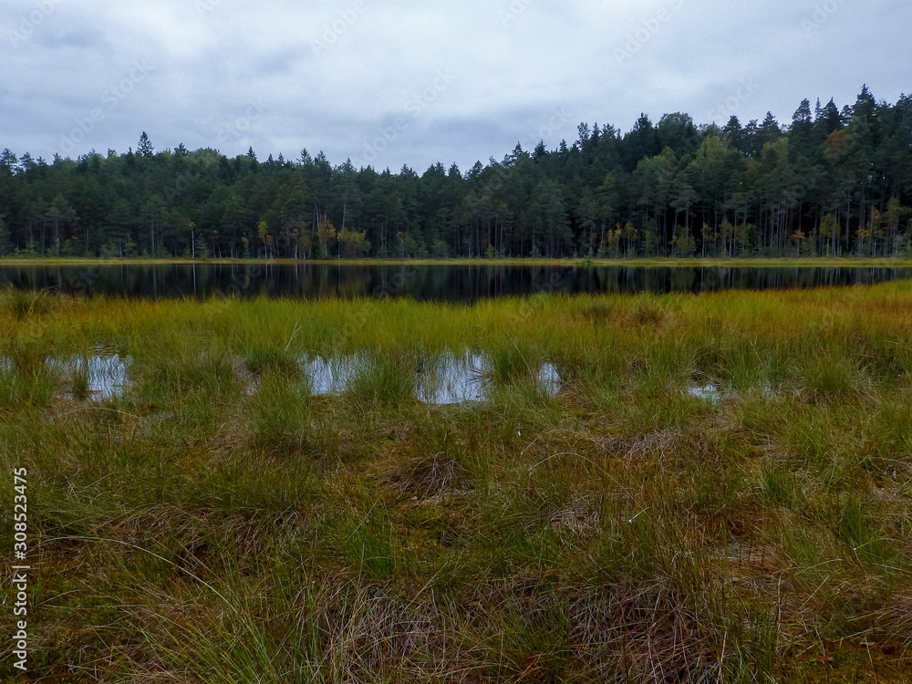 landscape with swamp grass in the foreground and swamp lakes in the background landscape with swamp grass in the foreground and swamp lakes in the background