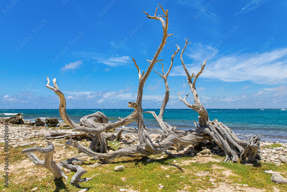 Tree washed ashore on coast near  sea