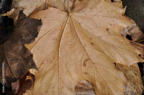 Closeup autumn leaf full frame
