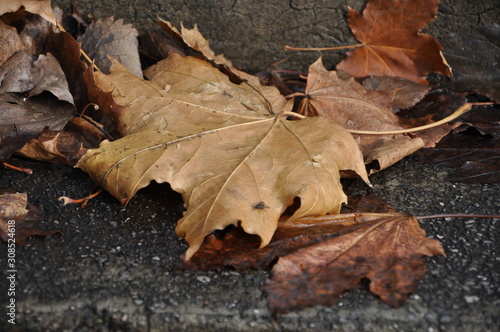 Falling autumn dried leaf on the floor