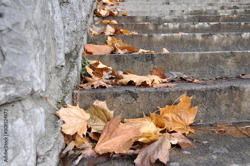 Autumnal falling leaves on grey steps that leed to the school