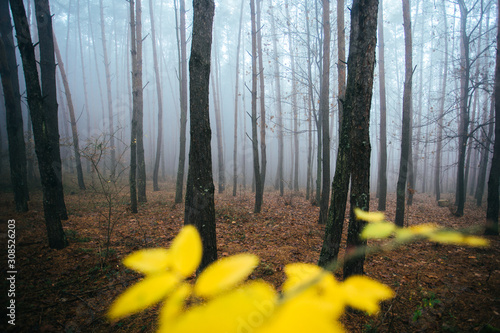 Foggy spruce forest with ye...