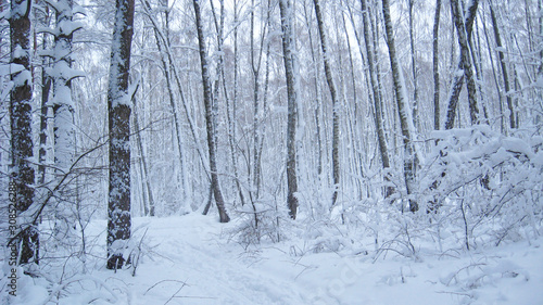 Beautiful landscape in winter forest. Snowy scenery in wood