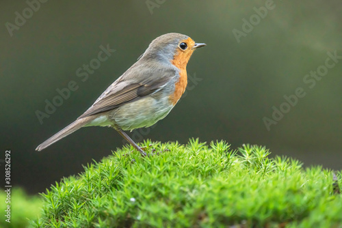 Robin redbreast standing on moss in forest.