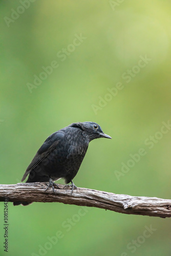 Female blackbird on branch in summer forest.