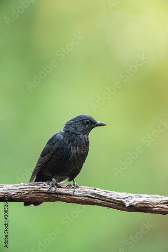 Female blackbird on branch in summer forest.