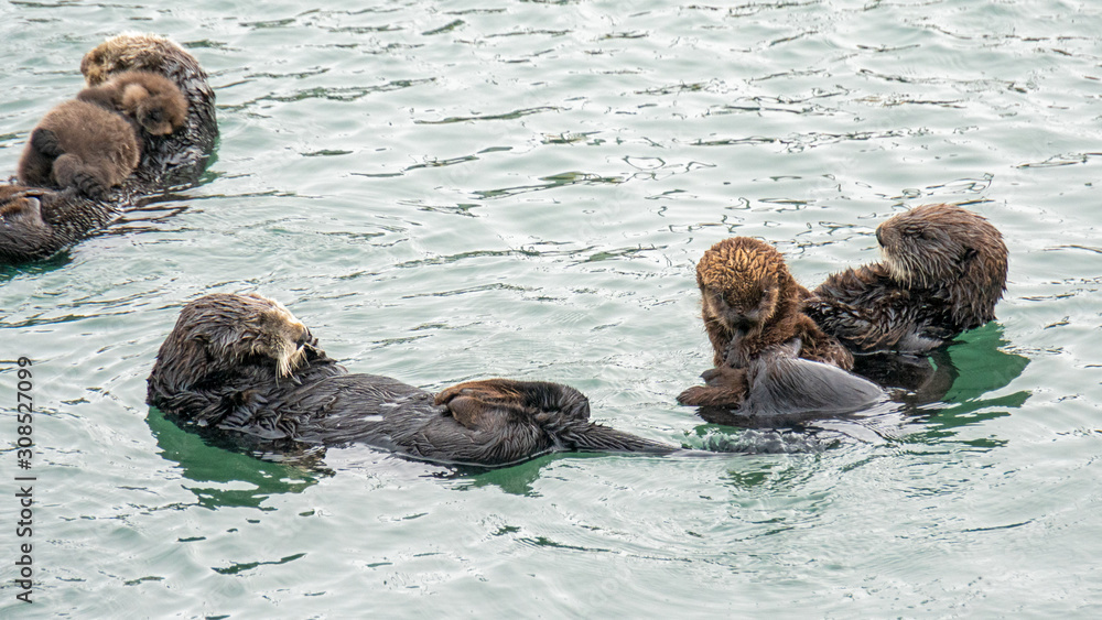 Fototapeta premium Southern Sea Otter mothers and babies floating in ocean