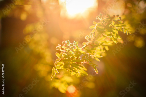 Rowan branch in the summer. Lighting by the setting sun. Abstract blurred background. © Gavial