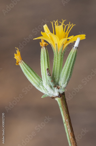 Chondrilla juncea rush skeletonweed gum succory devils grass and nakedweed stylized plant with strong stems and small yellow flowers photo