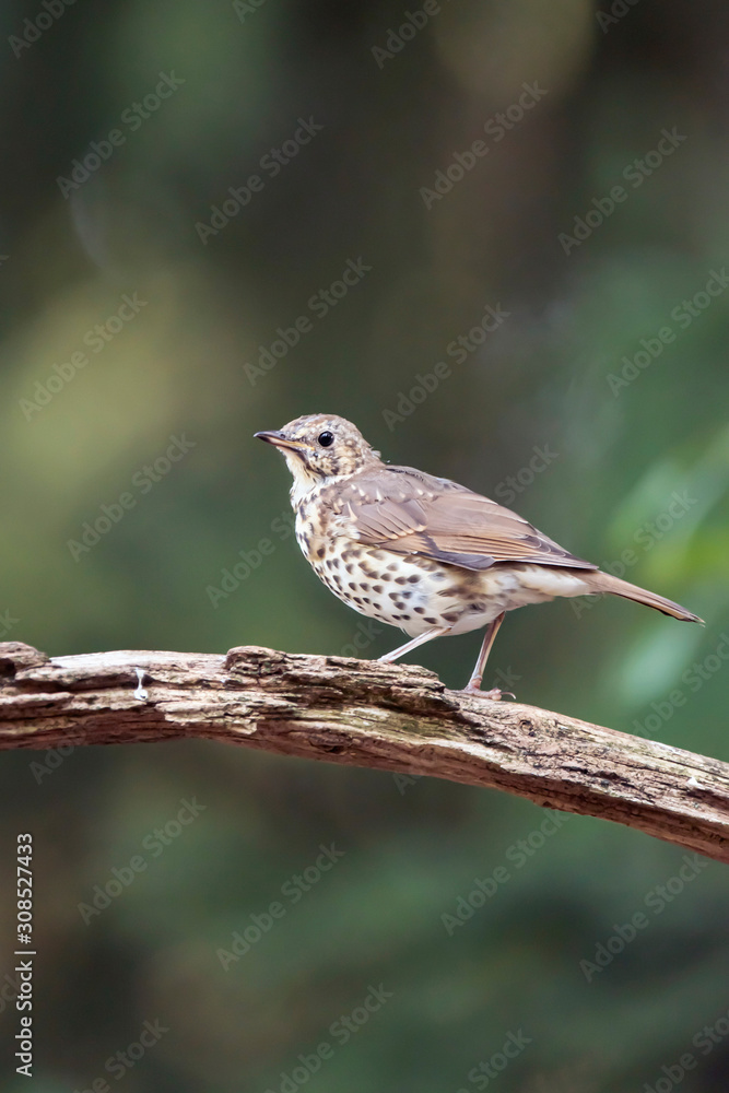 Juvenile thrush bird on branch in summer forest. Juvenile thrush bird on branch in summer forest.