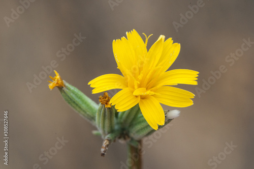 Chondrilla juncea rush skeletonweed gum succory devils grass and nakedweed stylized plant with strong stems and small yellow flowers photo