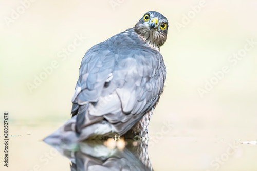 Sparrowhawk bathing in pond in forest.
