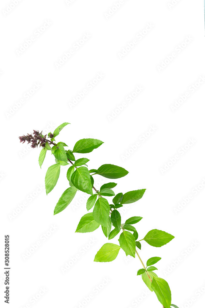 Basil leaf trunk floral limb with white background Basil leaf trunk floral limb with white background