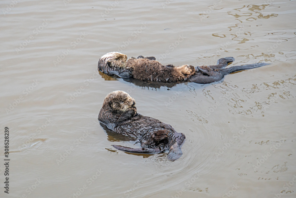 Fototapeta premium Southern Sea Otter mothers and babies floating in ocean