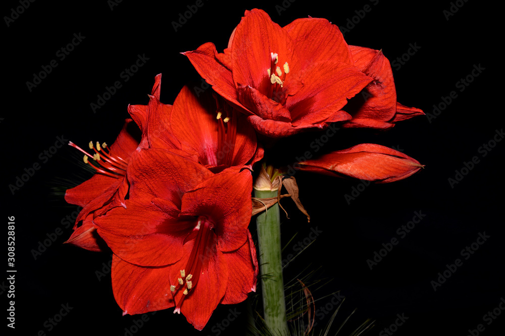 Bouquet of red Amaryllis (Amaryllidaceae), plant genus St. Joseph's lilies (Hippeastrum), in front of a dark background with space for text. Bouquet of red Amaryllis (Amaryllidaceae), plant genus St. Joseph's lilies (Hippeastrum), in front of a dark background with space for text.