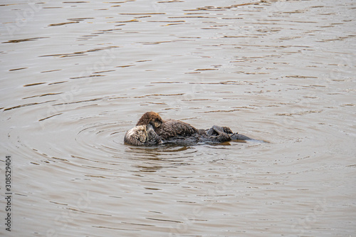 Southern Sea Otter mothers and babies floating in ocean