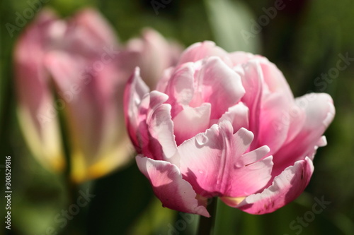 Kwiat różowo-białego tulipana