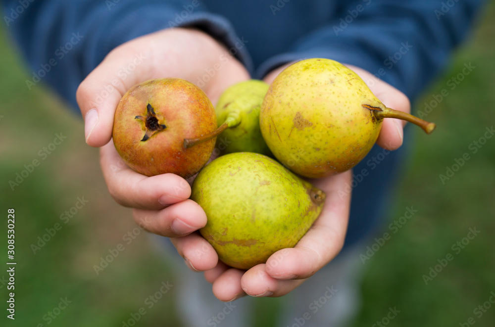Hands of a boy holding pears Hands of a boy holding pears