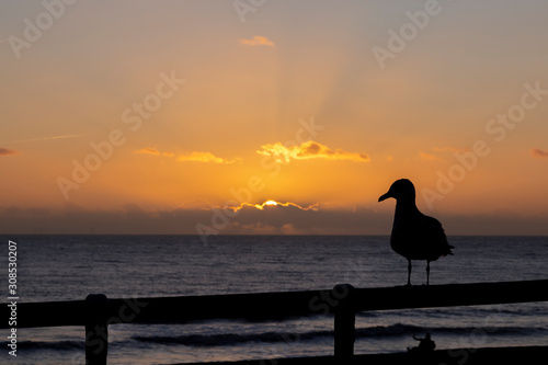 sea gull on the beach at sunset photo