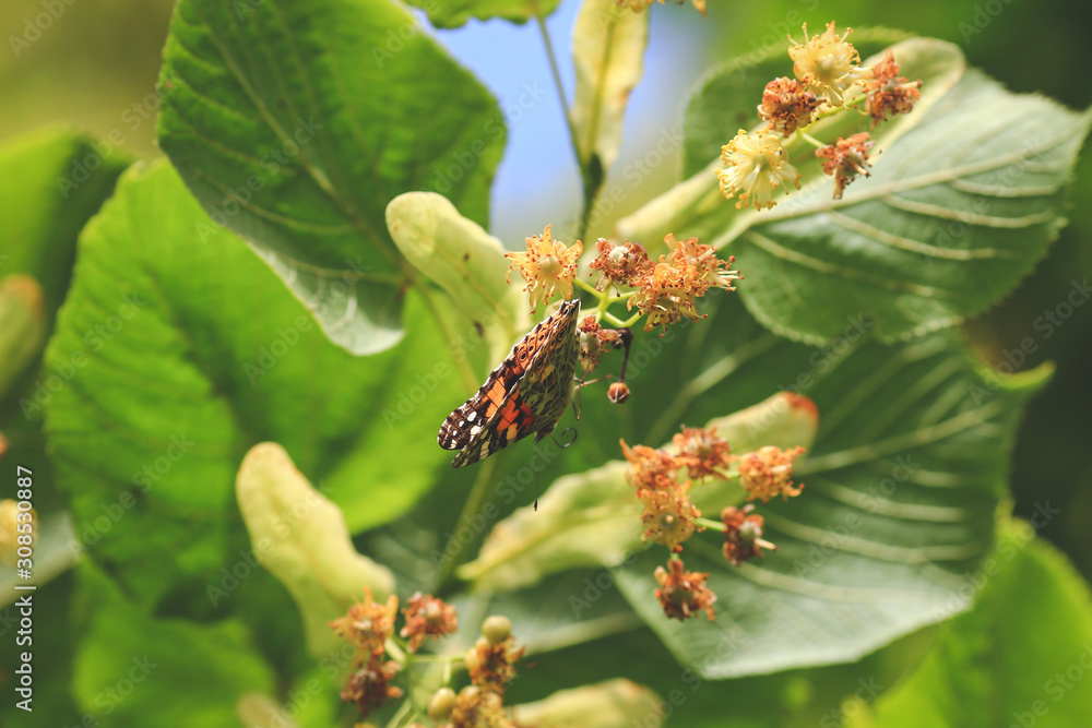 beautiful butterfly sits on a flower in spring beautiful butterfly sits on a flower in spring