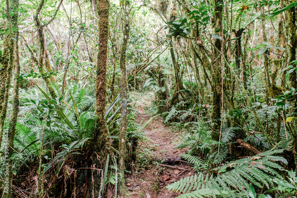 Obraz premium La Réunion