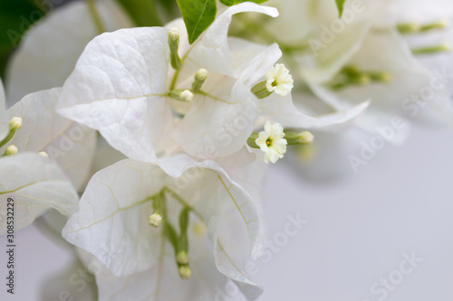 Fototapeta Naklejka Na Ścianę i Meble -  A white flower on the island Sri Lanka